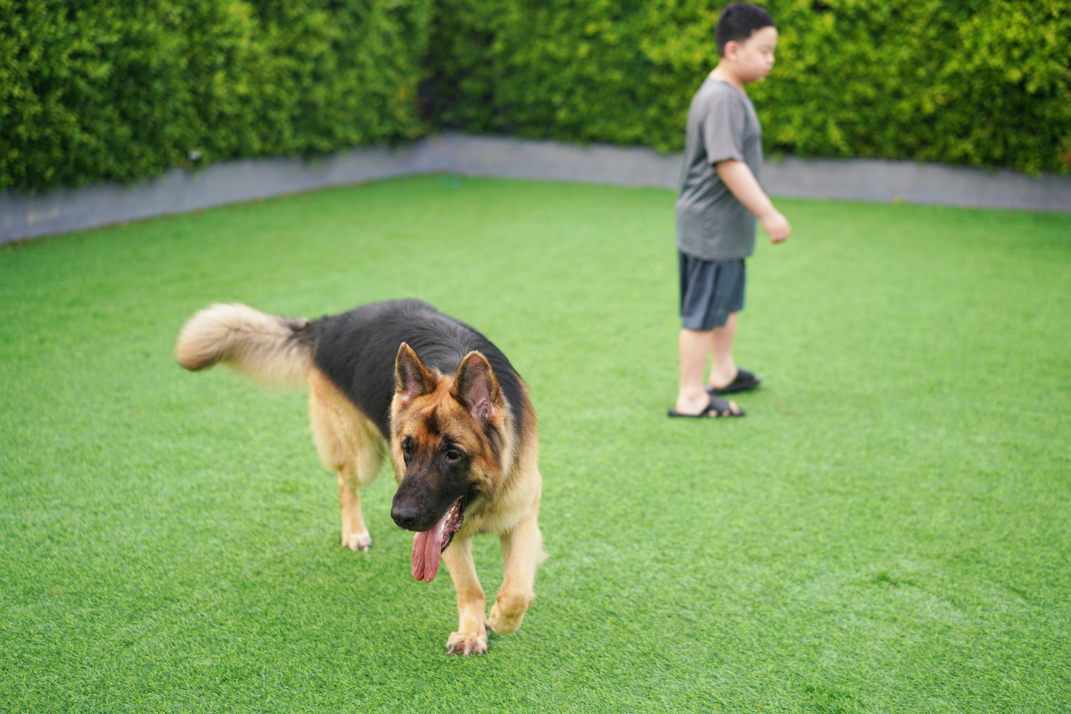 Small dog playing with a ball on artificial turf.